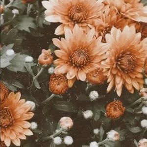 Meet your Posher, Tessa